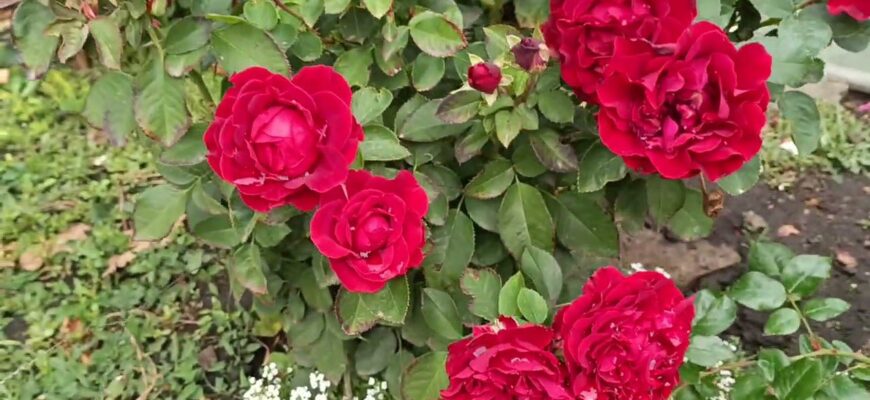 Обрізаю троянди на 5 бруньок і обробляю розчином 1:500 – так вони зимують без підпрівання та грибків