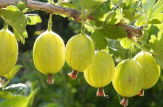 У листопаді обробляю аґрус тільки цими 2-ма засобами – кущ перезимує без жодних проблем: дідусева “схема”