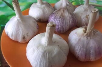 Більше не саджу часник рядками: роблю “гнізда” – і врожай у 2 рази більший без жодних додаткових добрив