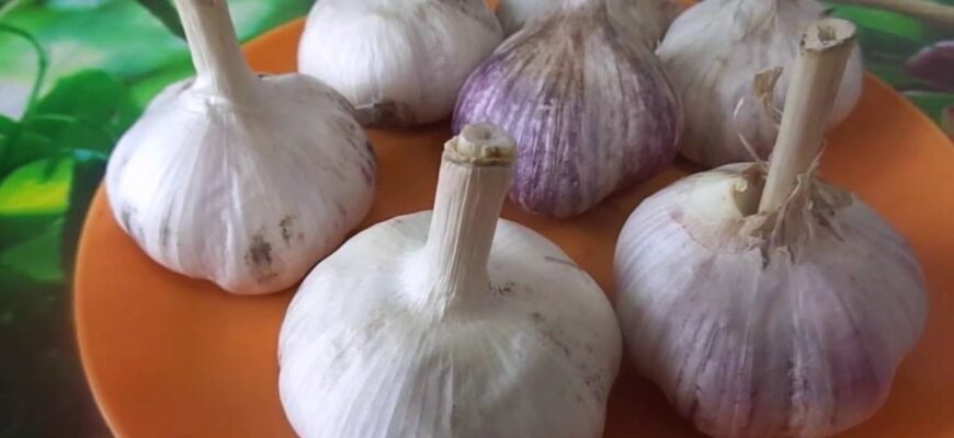 Більше не саджу часник рядками: роблю “гнізда” – і врожай у 2 рази більший без жодних додаткових добрив