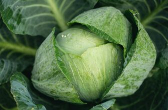 Пролежить цілою й свіжою понад 6 місяців: як зберігати врожай капусти вдома – поради