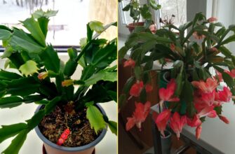 У листопаді “пробуджую” декабрист ось так: 1 пшик – і через 7 днів кущ весь у квітах, як новорічна гірлянда