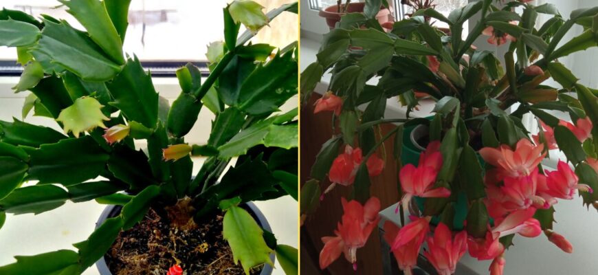 У листопаді “пробуджую” декабрист ось так: 1 пшик – і через 7 днів кущ весь у квітах, як новорічна гірлянда