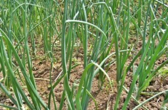 Посадила цибулю після цих 3-х культур – отримала “мішок” проблем на голову: кидає стрілки і не дає врожаю