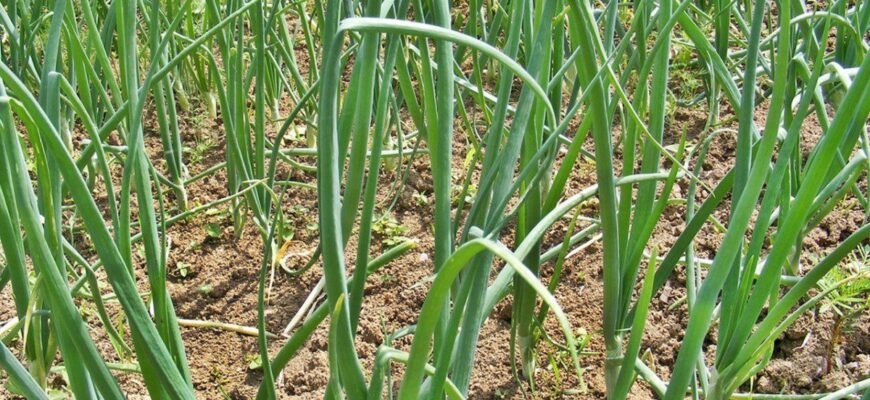 Посадила цибулю після цих 3-х культур – отримала “мішок” проблем на голову: кидає стрілки і не дає врожаю