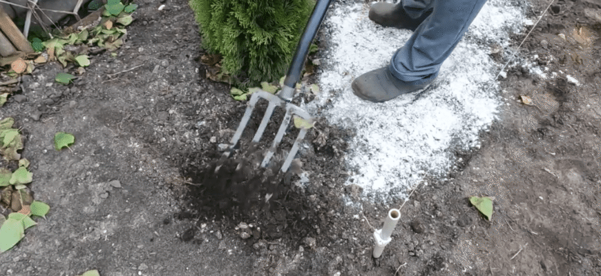 Я розкидала вапно, як моя досвідчена бабця, а потім збагнула: 4 моменти можуть змінити результат кардинально