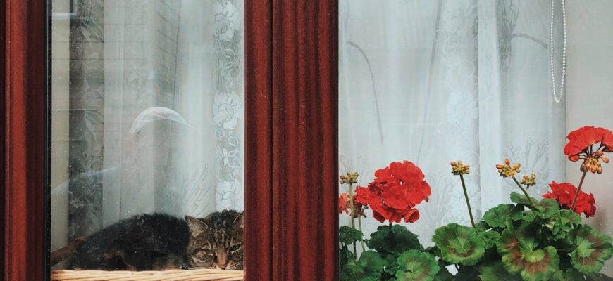 Я навчилася підгодовувати герань без витрат: тепер рахую не листя, а від 50 до 100 квітконосів на 1 кущі