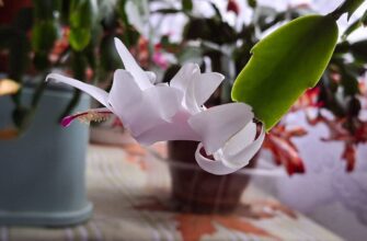 Саджаю цю квітку виключно на початку грудня: за традиціями треба встигнути до 5 числа