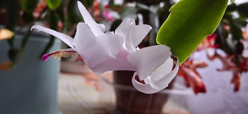 Саджаю цю квітку виключно на початку грудня: за традиціями треба встигнути до 5 числа