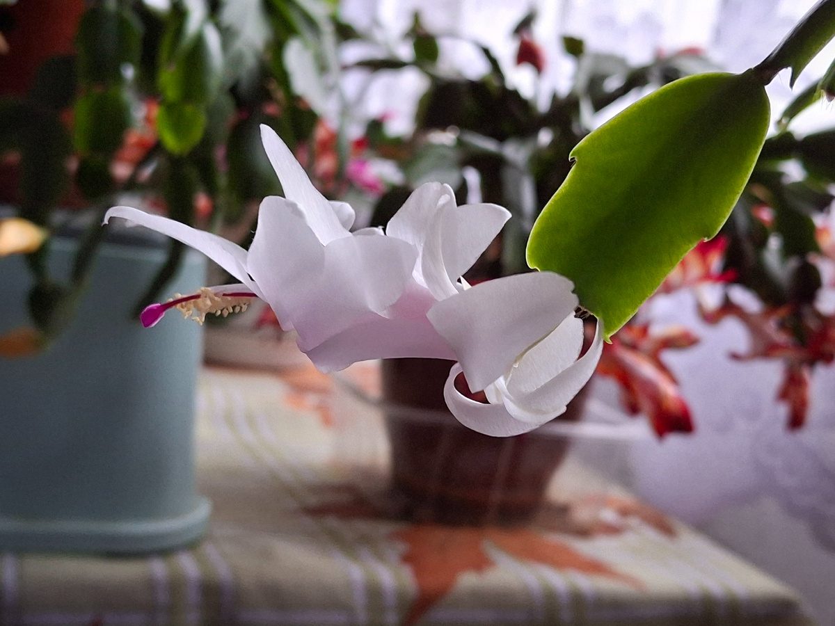 Садівники розповіли, яке добриво дати кімнатному декабристу, аби він здивував цвітінням взимку