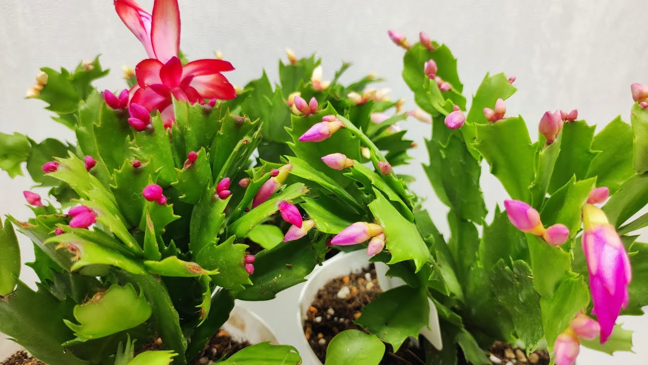 Експерти розповіли, що робити, якщо не цвіте декабрист