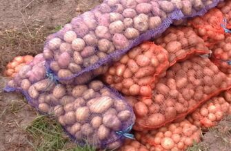 Прісна на смак та погано розварюється: 1 сорт картоплі, від якого мене відвернуло після першого врожаю