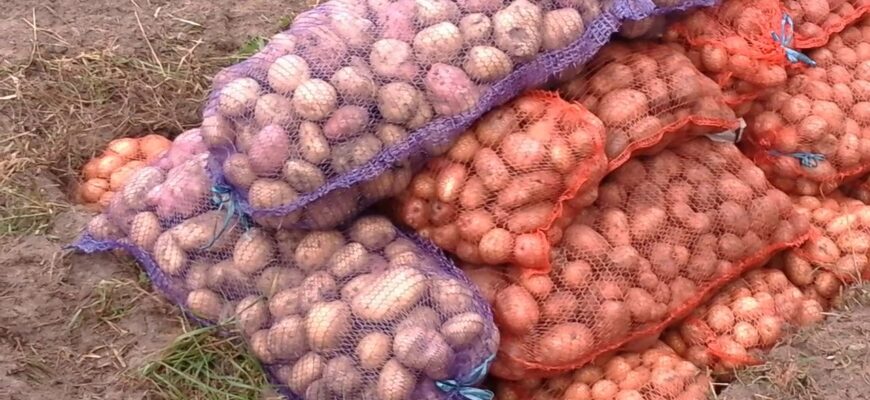 Прісна на смак та погано розварюється: 1 сорт картоплі, від якого мене відвернуло після першого врожаю