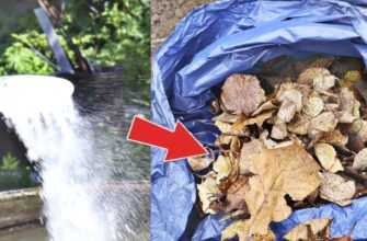 Кидаю 3 ложки в опале листя – і отримую ідеальне добриво за “копійки”: тепер гній та перегній не застосовую