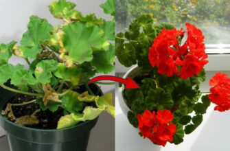 Якщо у герані пожовтіло листя, даю їй 1 ложку “цього”: додаю прямо у воду – і крона зеленіє за 3 дні