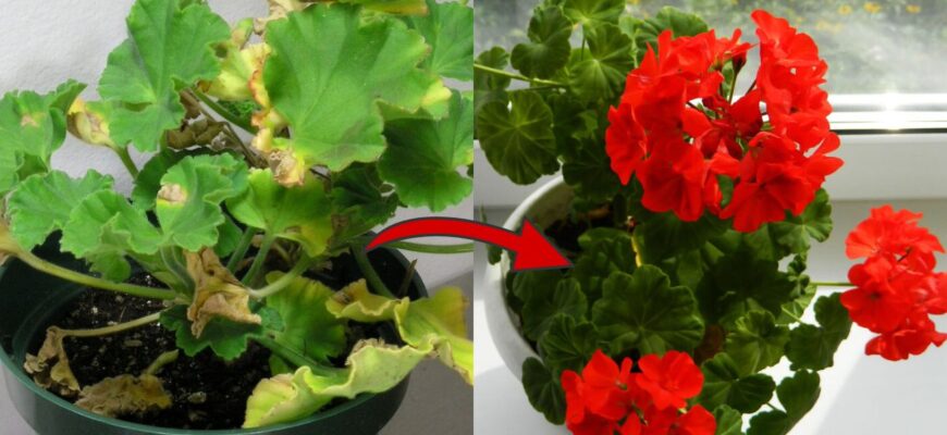 Якщо у герані пожовтіло листя, даю їй 1 ложку “цього”: додаю прямо у воду – і крона зеленіє за 3 дні