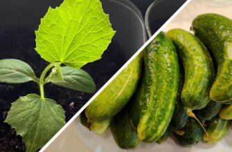 Потрібен тільки горщик і насіння 1 сорту: до Нового року збираю по 3 відра огірків – соковитих і хрустких