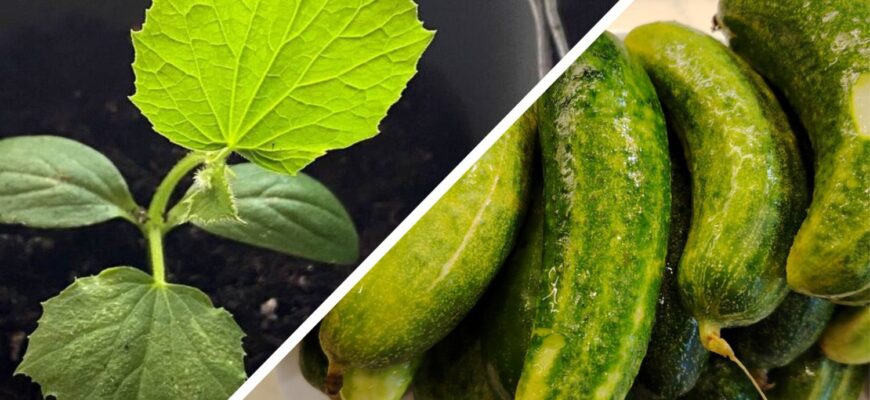 Потрібен тільки горщик і насіння 1 сорту: до Нового року збираю по 3 відра огірків – соковитих і хрустких