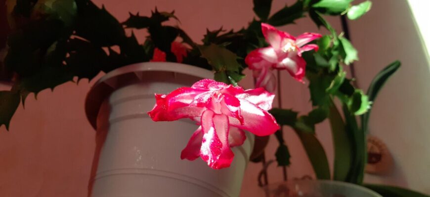 Капнула 10 г у воду – і декабрист зацвів моментально, і цвістиме 3 місяці поспіль: найкраще підживлення