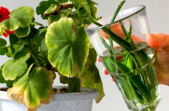 Щойно герань жовтить листя – миттєво ллю в горщик цей 1 еліксир: ця порада – дорожча за саме золото