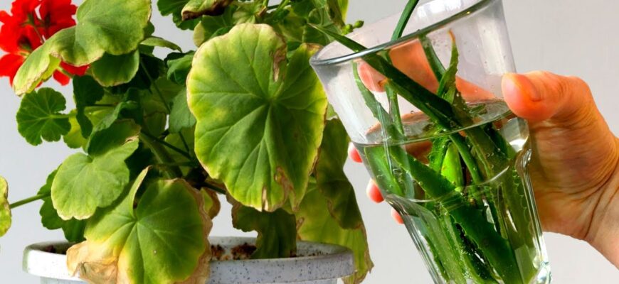 Щойно герань жовтить листя – миттєво ллю в горщик цей 1 еліксир: ця порада – дорожча за саме золото