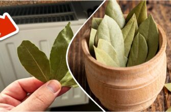 Розумні господині купують додому по 5 пачок лаврушки за раз: не від “пристріту”, а заради практичного ефекту