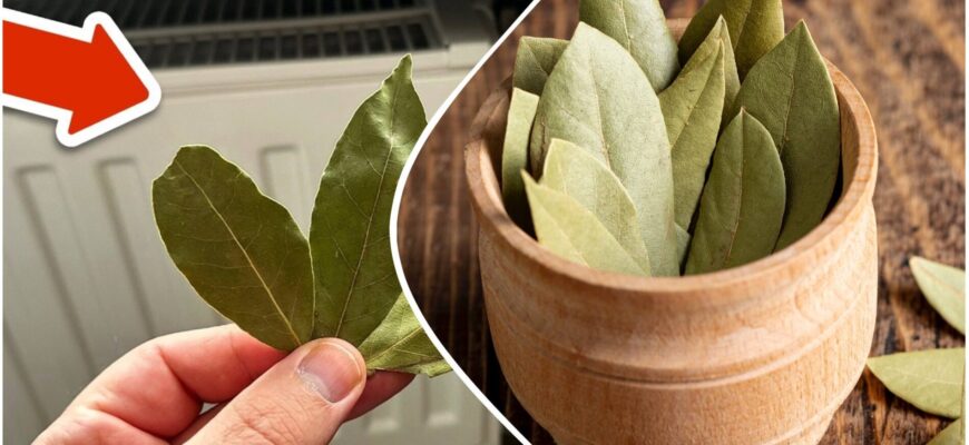 Розумні господині купують додому по 5 пачок лаврушки за раз: не від “пристріту”, а заради практичного ефекту