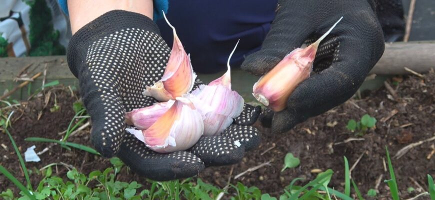 І льох не потрібен: часник усю зиму зберігаю у цих “відходах” – усі 365 днів соковитий, не гниє і не сохне