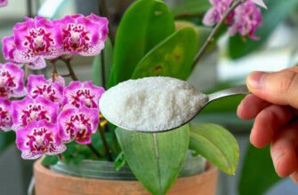 Щотижня насипаю 1 ложку під орхідею – і маю регулярно нові стрілки, хоч раніше капризуля не цвіла по півроку