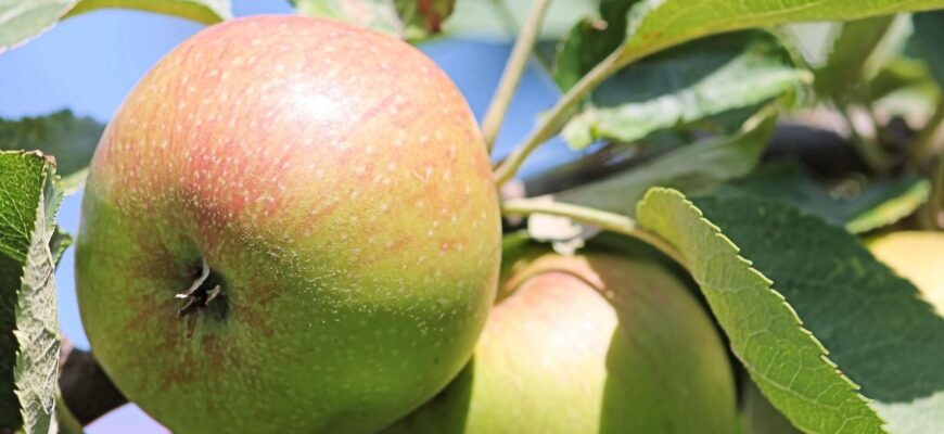 Стара яблуня знову порадує врожаєм: цей дідівський спосіб поверне плодоношення дереву, яке планували спиляти