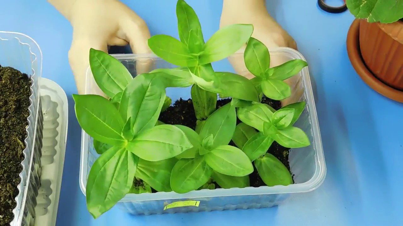 Городники розповіли, як без зайвих зусиль врятувати перерослу розсаду