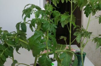 Уже понад 20 років перерослу розсаду рятую лише так: завжди допомагає – кущі одразу рівні та дуже міцні