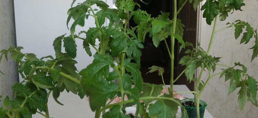 Уже понад 20 років перерослу розсаду рятую лише так: завжди допомагає – кущі одразу рівні та дуже міцні