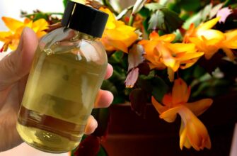 Не “хімія”, а “жива вода”: ллю в горщик лише 1 раз – і через 2-3 дні декабрист покритий пишною шапкою квітів