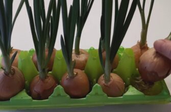 Вирощую зелену цибулю прямо в квартирі без клопотів – потрібен тільки лоток з-під яєць. Трюк на 10 з 10