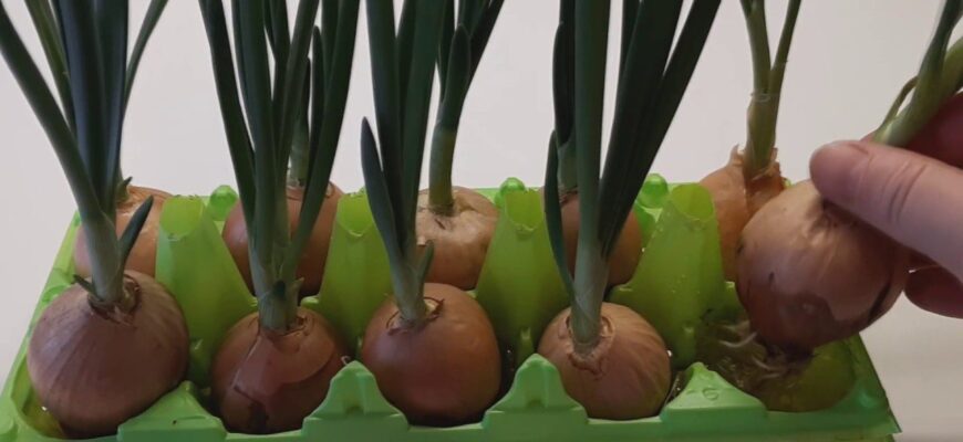 Вирощую зелену цибулю прямо в квартирі без клопотів – потрібен тільки лоток з-під яєць. Трюк на 10 з 10