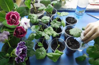 Герань дасть молоденьке коріння за 72 години: як розмножити живцями без “Корневіну” – приживання чудове