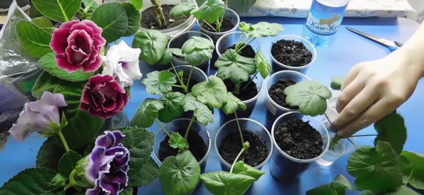 Герань дасть молоденьке коріння за 72 години: як розмножити живцями без “Корневіну” – приживання чудове