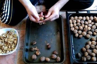 Підслухала у черзі на базарі, як швидко почистити волоські горіхи: 3 робочі способи для простоти процесу