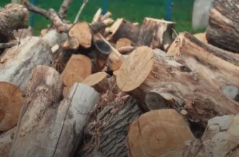 Стало відомо, чи можуть українці забирати на дрова повалені в лісі дерева