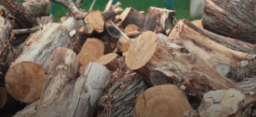 Стало відомо, чи можуть українці забирати на дрова повалені в лісі дерева