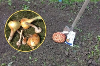 Цибуля росте, як на дріжджах: додаю під кожну грядку по 3 ложки цього – врожай приголомшує навіть агрономів