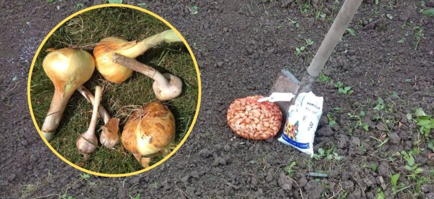 Цибуля росте, як на дріжджах: додаю під кожну грядку по 3 ложки цього – врожай приголомшує навіть агрономів