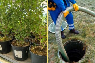 Ці 3 рослини – рекордсмени з осушування ділянки: посадила їх біля септика, і не знаю клопоту з асенізатором