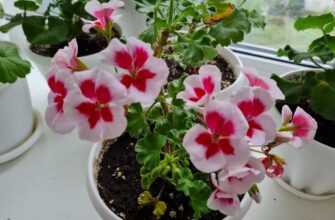 Використала для герані метод “батога” – і квітка випустила десяток бутонів: цвіте пишно навіть взимку