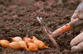 Чому цибуля, посаджена під зиму, завжди смачніша: про це не знають навіть досвідчені городники