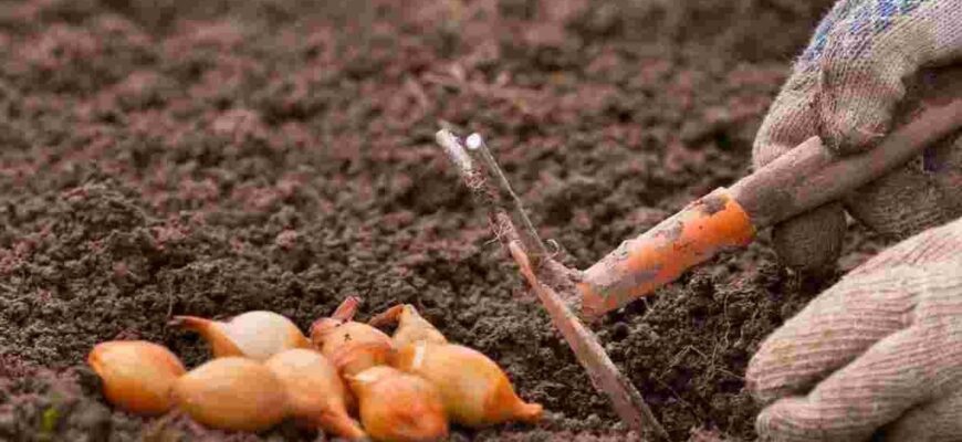 Чому цибуля, посаджена під зиму, завжди смачніша: про це не знають навіть досвідчені городники