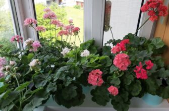 Уже понад 20 років поливаю так герань у листопаді – і взимку вона цвіте ще яскравіше та пишніше, ніж улітку