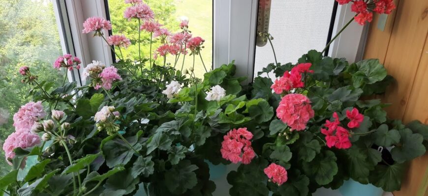 Уже понад 20 років поливаю так герань у листопаді – і взимку вона цвіте ще яскравіше та пишніше, ніж улітку