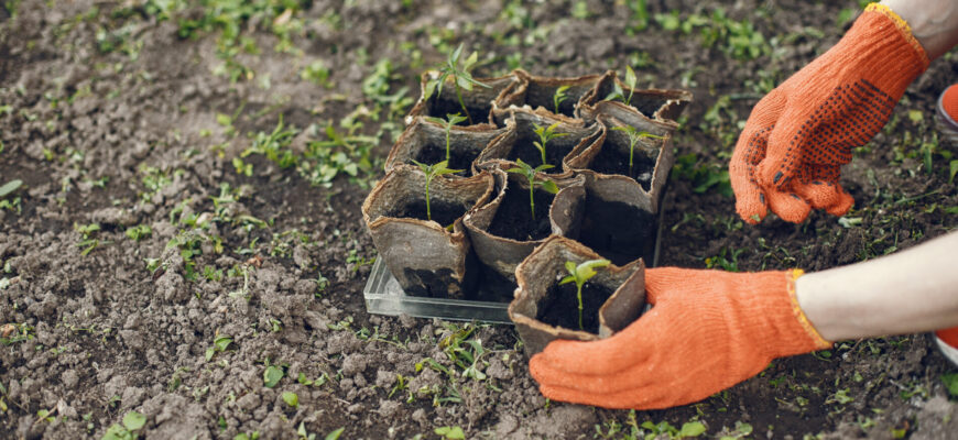 Петрушку, салат: які ще культури можна посадити на дачній ділянці до кінця листопада – поради агрономів